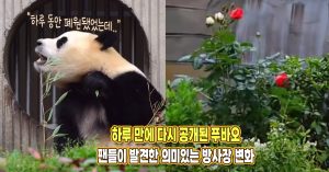 “하루 동안 폐원이었는데..” 하루 만에 다시 공개된 푸바오 선수핑 기지 방사장 의미있는 변화