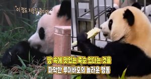 “이 정도 지능일 줄은 몰랐어요” 죽순이 심어져 있다는 것을 파악한 루이바오가 한 행동