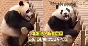 “얼마나 좋으면..” 후이바오가 사육사 앞에서 갑자기 깔깔깔 웃은 이유