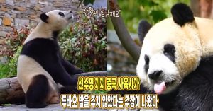 “상황 생각보다 심각해요” 중국 사육사가 푸바오 밥을 주지 않았다는 주장이 제기됐다