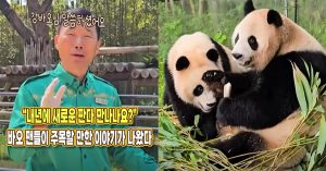 “내년에 새로운 판다..” 에버랜드 강철원 주키퍼, 바오 팬들이 주목할 만한 이야기를 전했다