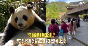 “푸바오 동물원 이전을..” 더운날 푸바오 방치된 것을 본 팬들이 나서고 있는 행동