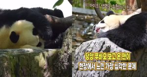 “아이 생명을 위협 중이에요” 당장 푸바오 보고 온 팬이 현장에서 느낀 가장 심각한 문제