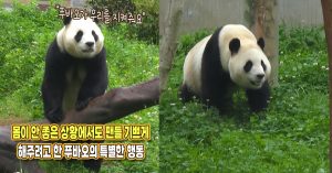 “아픈데도 팬들 기쁘게 해주려고..” 어제 푸바오 선수핑 찾아가서 만난 팬들이 감동받은 이유