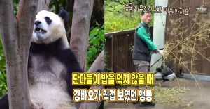 “중국은 보고 배우세요” 판다들이 밥을 먹지 않을 때 강바오가 직접 보였던 행동