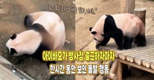 “애들 냄새가 나는데..” 아이바오가 방사장 출근하자마자 한시간 동안 보인 이상 행동