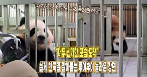 “이게 되는 게 신기해” 아이바오 닮아 실제 한국말 알아듣는 루이후이 장면