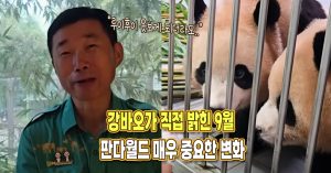 “아이들 못 보게 되지만..” 강바오가 직접 밝힌 9월 판다월드 매우 중요한 변화