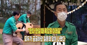 “판다 만지면 진짜 어떤 느낌일까?” 모두가 궁금해하던 질문, 강바오가 직접 답했다