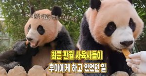 “갑자기 워토우 먹기 시작한 이유” 최근 판월 사육사들이 후이에게 하고 있었던 일