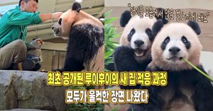 “하나가 아닌 둘의 힘” 최초 공개된 루이후이의 새 보금자리 적응 과정, 모두가 울컥한 장면 나왔다