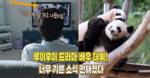 “지상파 드라마 출연” 루이후이 배우 데뷔! 너무 기쁜 소식 전해졌다