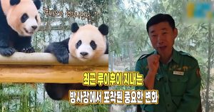 “푸바오 생각나네..” 최근 루이후이 지내는 방사장에서 포착된 중요한 변화