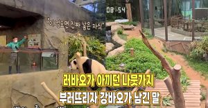 “이 정도면 진짜 낳은 자식” 러바오가 아끼던 나뭇가지 부러뜨리자 강바오가 남긴 말