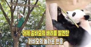 “송바오가 직접 나무에 올라가서..” 어제 아부지의 배려 발견한 러바오 놀라운 반응