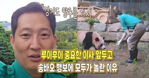 “경기도 양주로 갑니다” 루이후이 중요한 이사 앞두고 송바오 행보에 모두가 놀란 이유