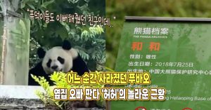 “사라졌던 푸바오 옆집 오빠가…” 최근 전해진 허허 놀라운 근황