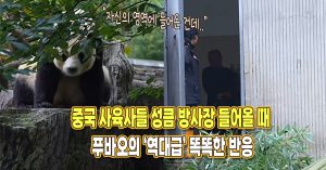 “자기 영역에 들어온 건데..” 중국 사육사 두 명이 방사장 성큼 들어오자 푸바오가 보인 똑똑한 반응