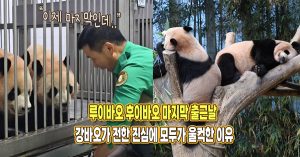 루이바오 후이바오 마지막 출근날 강바오가 전한 진심에 모두가 울컥한 이유