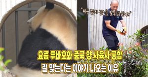 “합이 잘 맞는 것 같아요” 푸바오 퇴근 직전 양 사육사의 센스 있는 행동