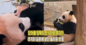 “단어를 정확하게 인식해요” 오바오의 질문에 후이바오가 보인 놀라운 반응