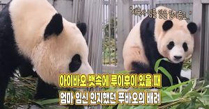“사육사 말을 바로 알아듣고..” 아이바오 뱃속에 동생 있을 때 푸바오가 한 배려