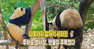 “중국 갑자기 또 왜 이러죠?” 나뭇가지 갑자기 사라진 푸바오 방사장, 팬들이 주목했다