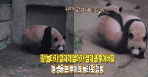 잘 놀다가 갑자기 엄마가 생각난 후이바오, 동생을 본 루이의 놀라운 행동