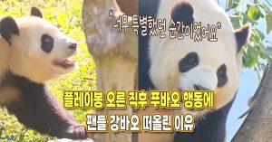 “너무 특별했던 어제” 플레이봉 오른 직후 푸바오 행동에 팬들 강바오 떠올린 이유