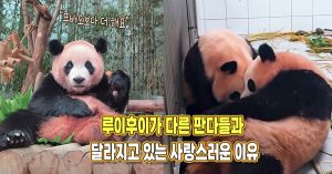 “이런 판다는 처음” 루이후이가 다른 판다들과 달라지고 있는 사랑스러운 이유
