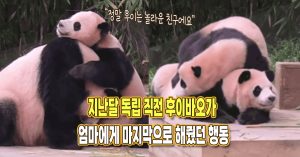 “후이도 다 직감하고 있었네” 독립 전 후이바오가 엄마에게 마지막으로 해줬던 행동