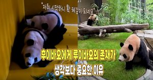 “새집 이사간 후 더 느껴져요” 후이바오에게 루이바오의 존재가 생각보다 중요한 이유