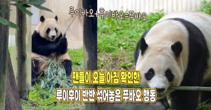 “DNA의 힘이 정말 놀라워” 언니 푸바오가 루이후이 완전 반반 섞어놓았다는 증거