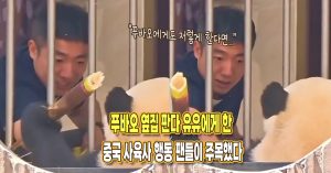 “푸바오에게도 저렇게 한다면..” 푸바오 옆집 판다에게 한 중국 사육사 행동, 팬들이 주목했다