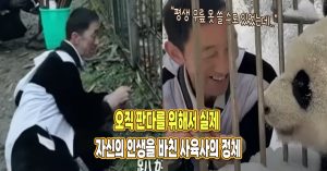“평생 무릎 못 쓸 수도 있었는데..” 오직 판다를 위해서 실제 자신의 인생을 바친 사육사의 정체