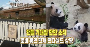 “새롭게 맞이할 준비가 끝나갑니다” 팬들 기대할 만한 소식 준비 중인 현재 판다월드 상황