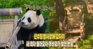 “할부지를 잊지 않았어” 방사장에 새 의자 들어오자 푸바오가 보인 반응